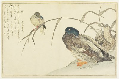 Stockenten und ein Eisvogel von Kitagawa Utamaro